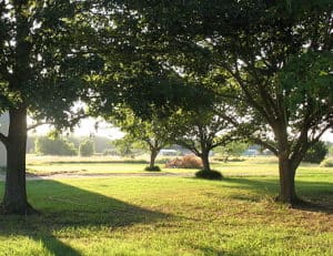 Backdoor View