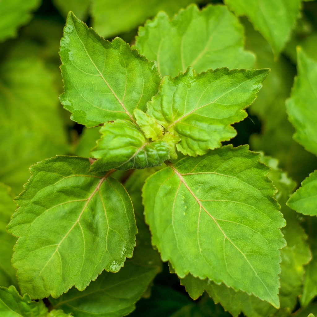Patchouli Leaves