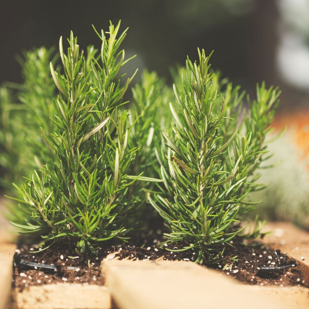 Rosemary Plant gives us rosemary essential oil