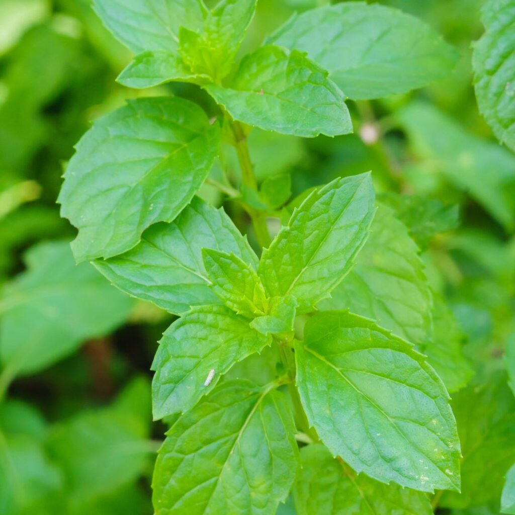 Spearmint leafs