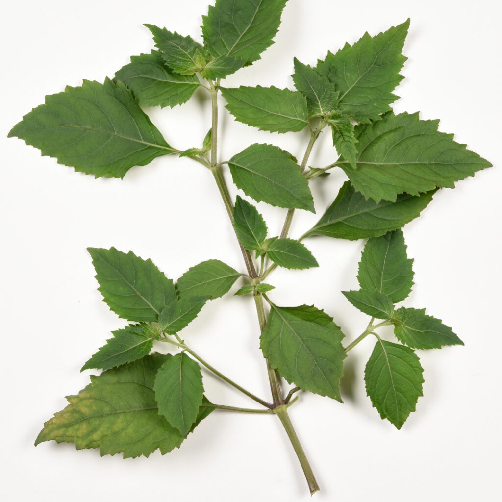 Patchouli leaves