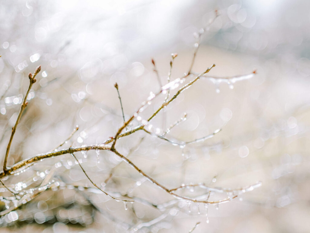 a winter tree is used to illustrate "winter skincare"