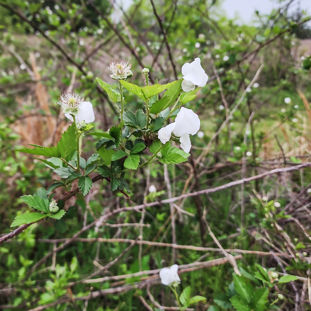 Blackberry Blooms