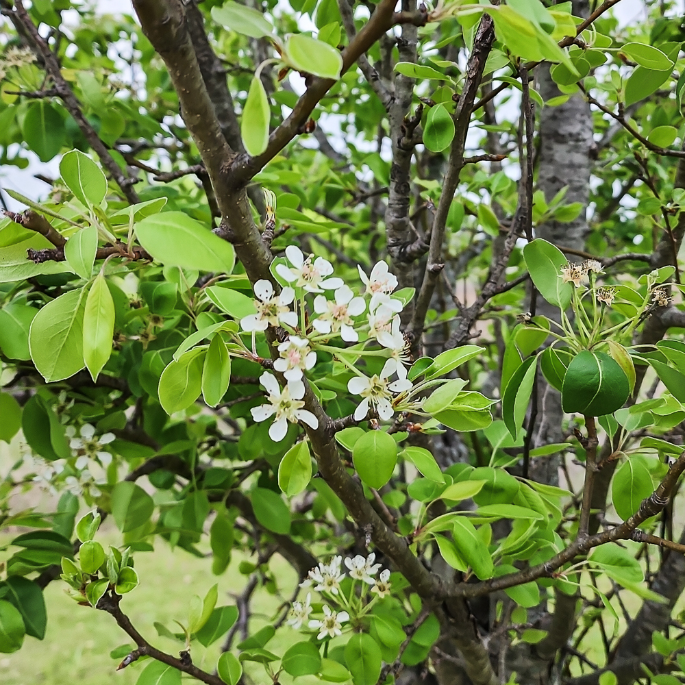 Pear Tree Blooms