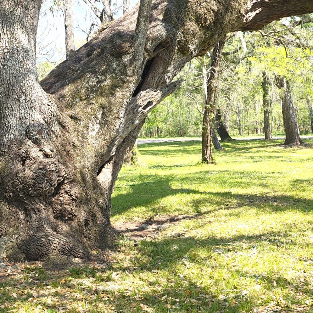 Brazos Bend State Park