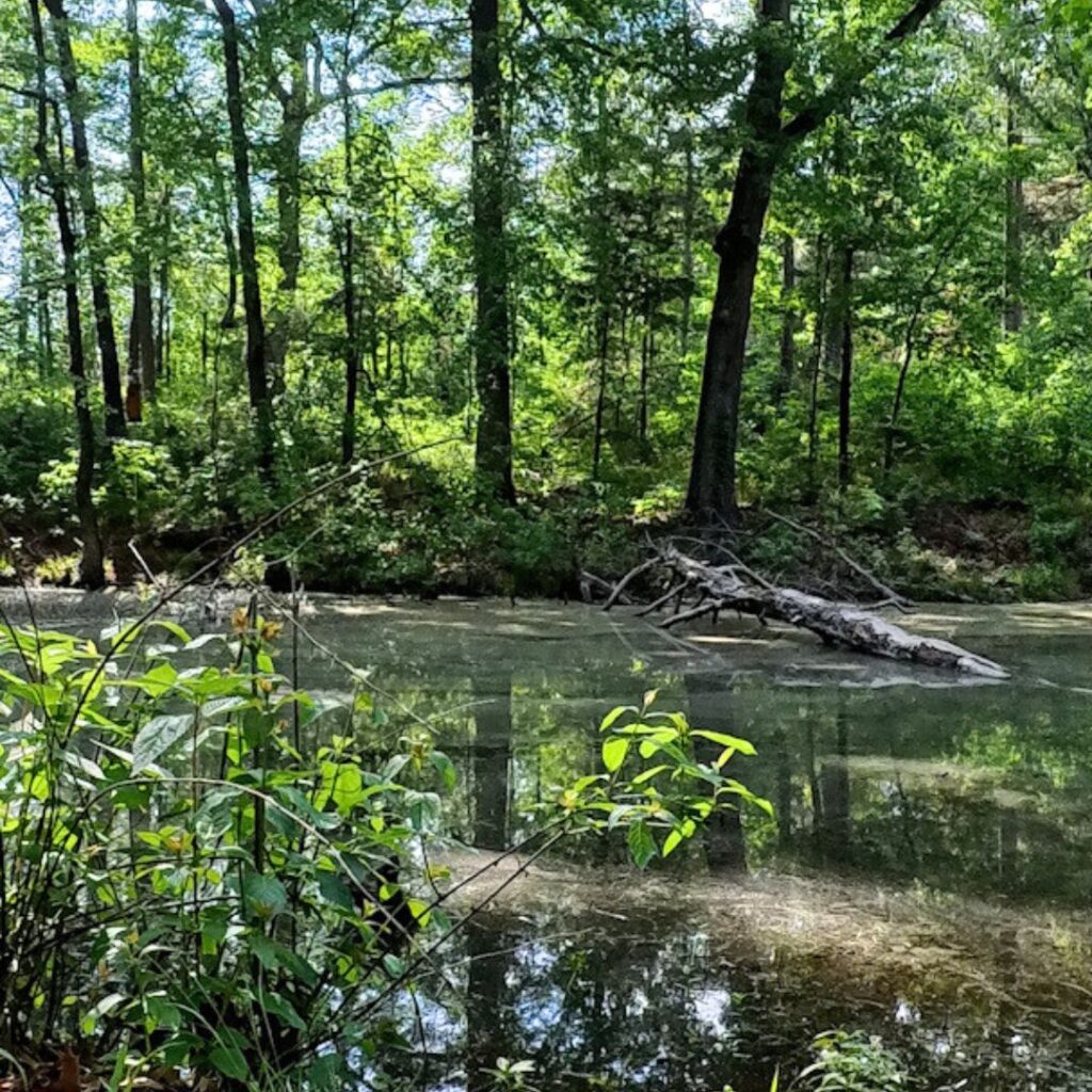 Bob Sandlin Lake State Park - Brim Pond